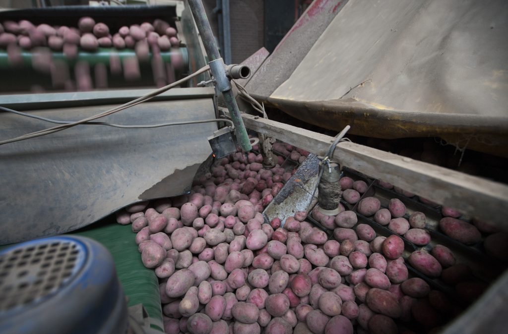 Maatschap Claassen streeft met precisielandbouw naar een hogere pootgoedopbrengst en een gelijkmatige sortering.