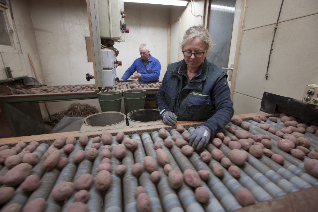 Angelique en Anselm Claassen zijn in december 2018 nog druk bezig met het sorteren van het pootgoed. De gewenste maten liggen tussen 35-55 millimeter.