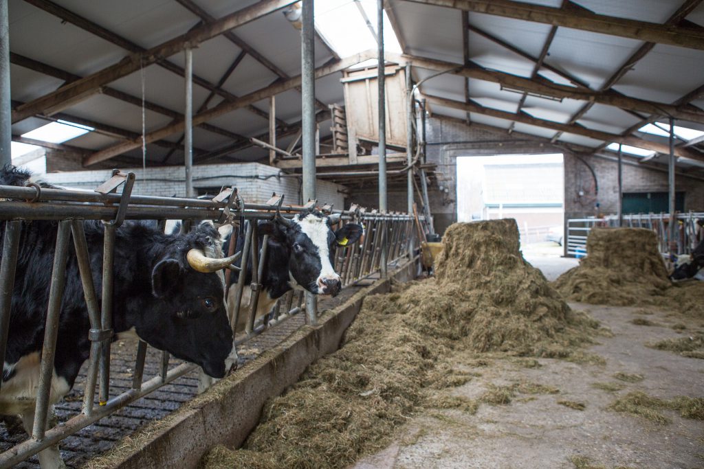 De huidige melkveestal wordt gerenoveerd en in gebruik genomen voor het houden van biologische melkkoeien.