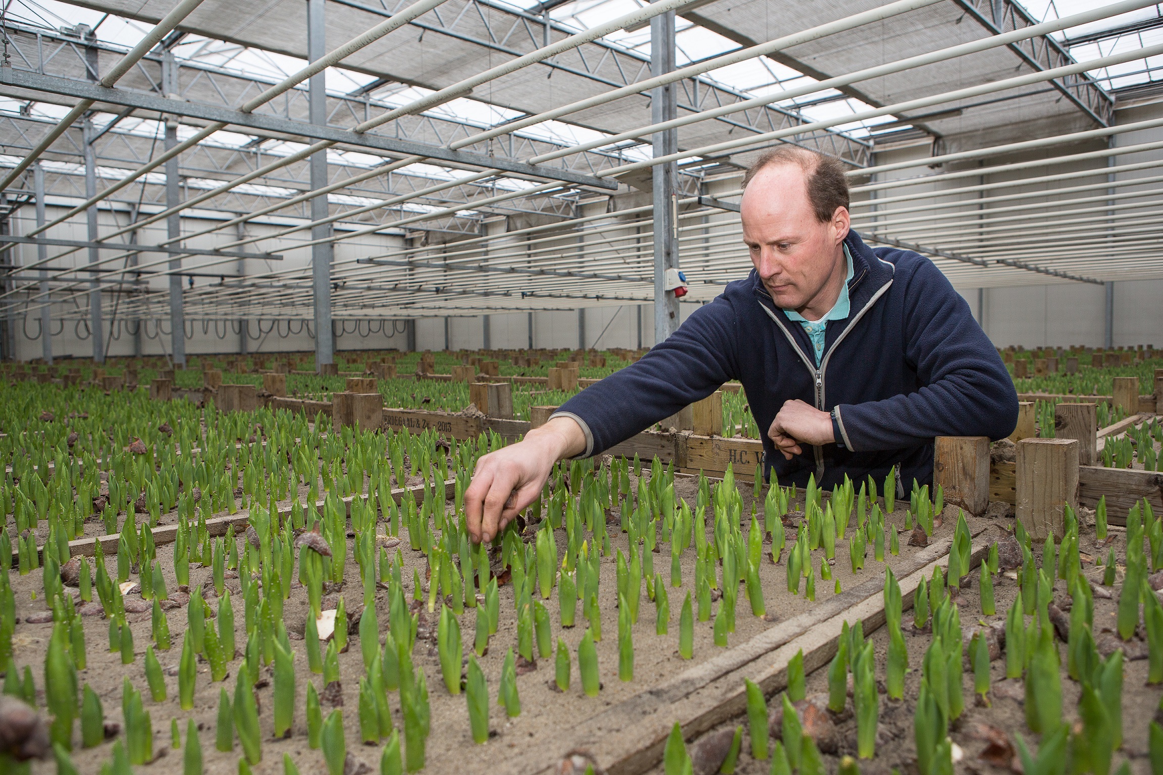 Henk Verdegaal schoont zijn tulpenbollen op in de kas