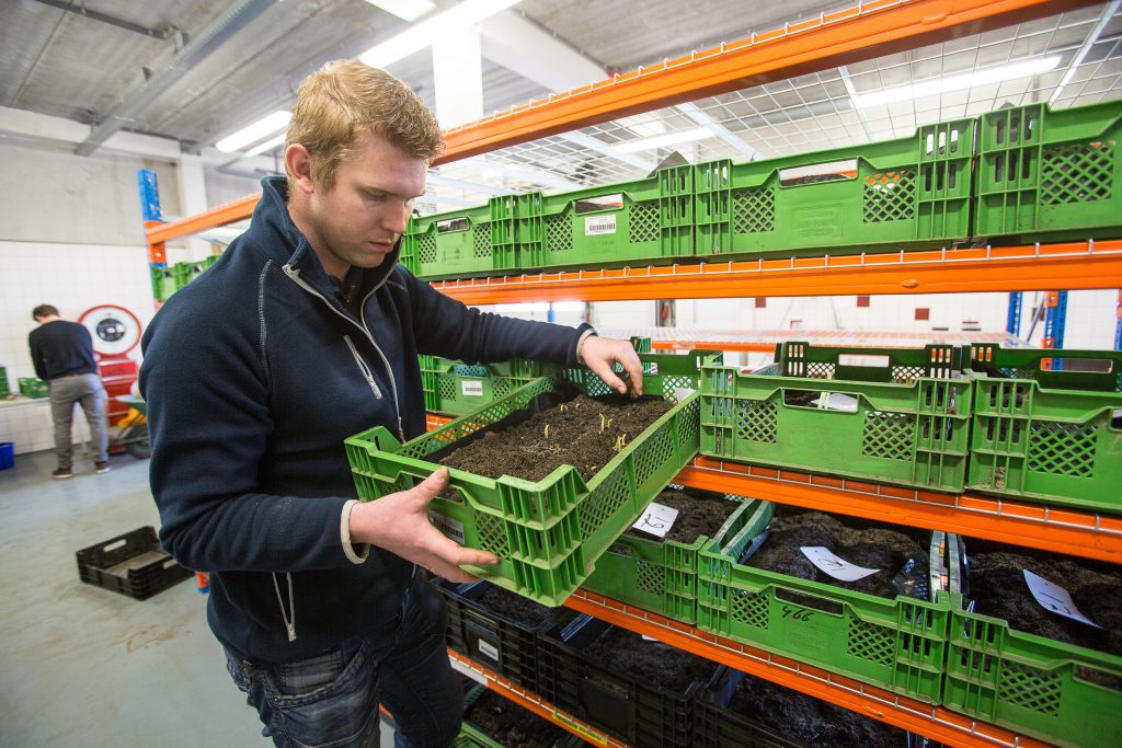 Jan Jaap Roseboom, specialist precisielandbouw bij Van Iperen, kijkt naar het aantal stengels op de knollen van Peter van der Poel.