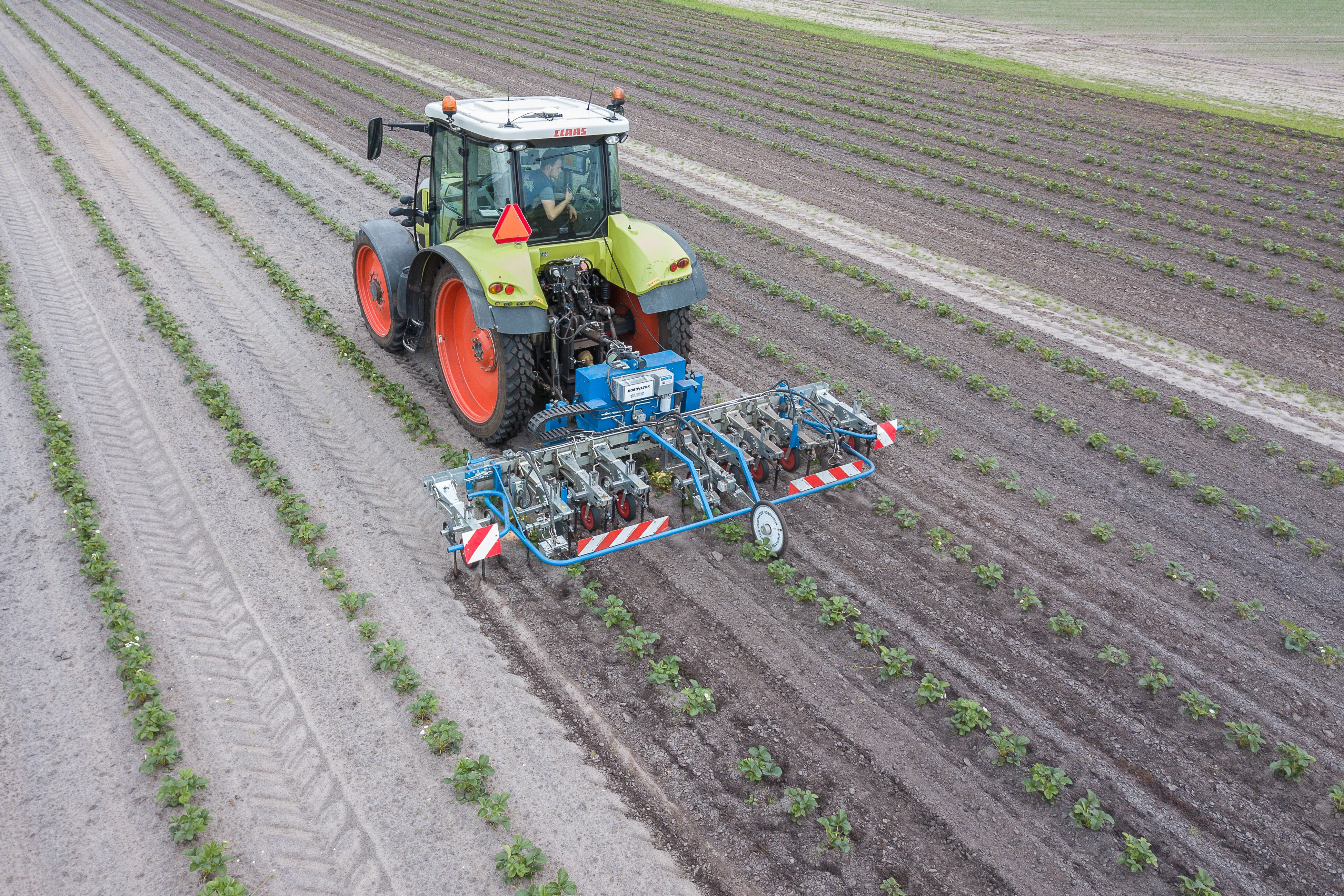 De drierijige Poulsen Robovator schoffelt zowel in als tussen de rijen aardbeienplanten die onderling op 1,50 m afstand staan. Een afstand die past bij dit aardbeienras. 