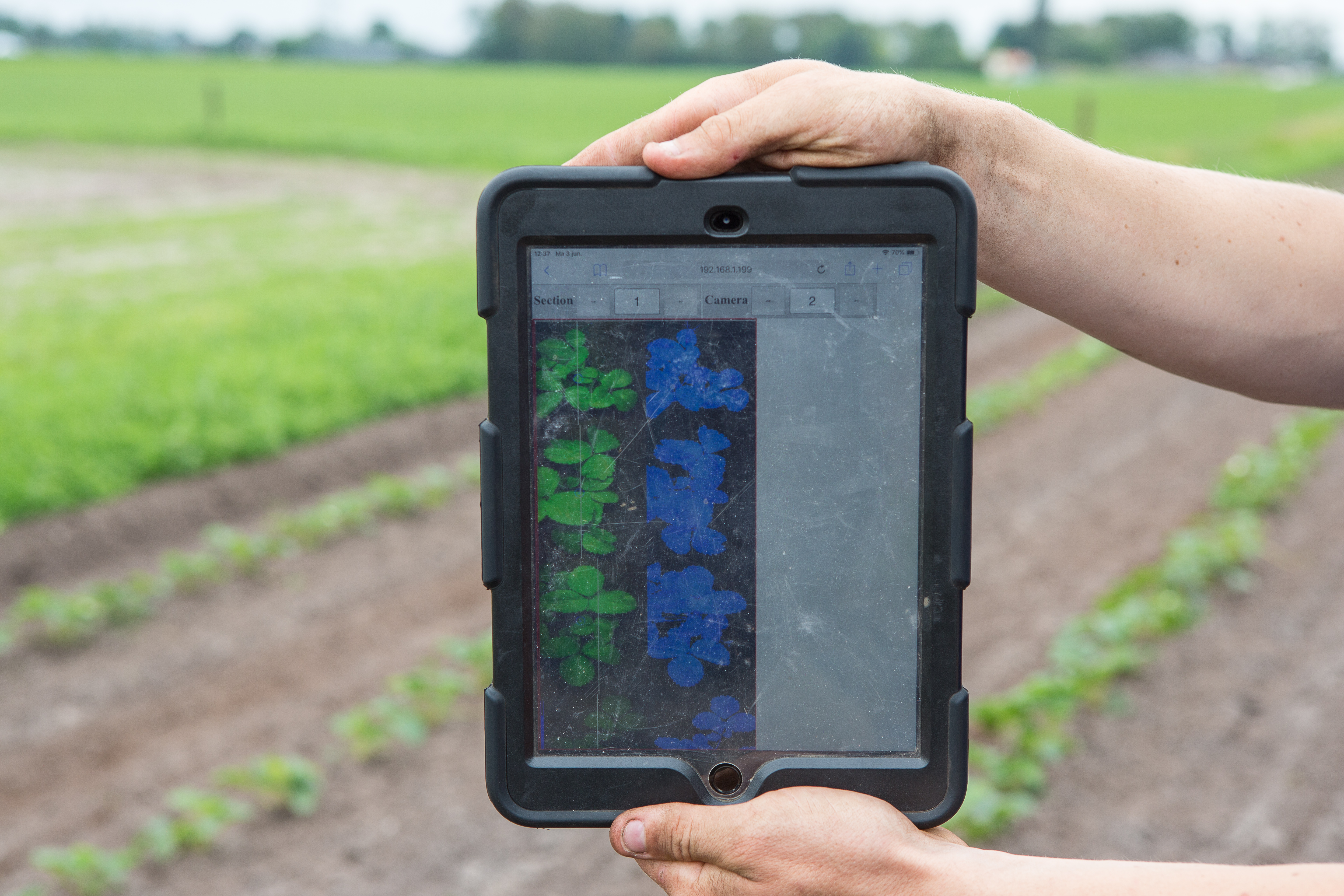 Op de bijbehorende tablet is per rij te zien wat de camera’s zien (links) en hoe het algoritme deze waarnemingen vertaald naar aardbeien planten. Grote onkruiden worden ook als plant gezien. 