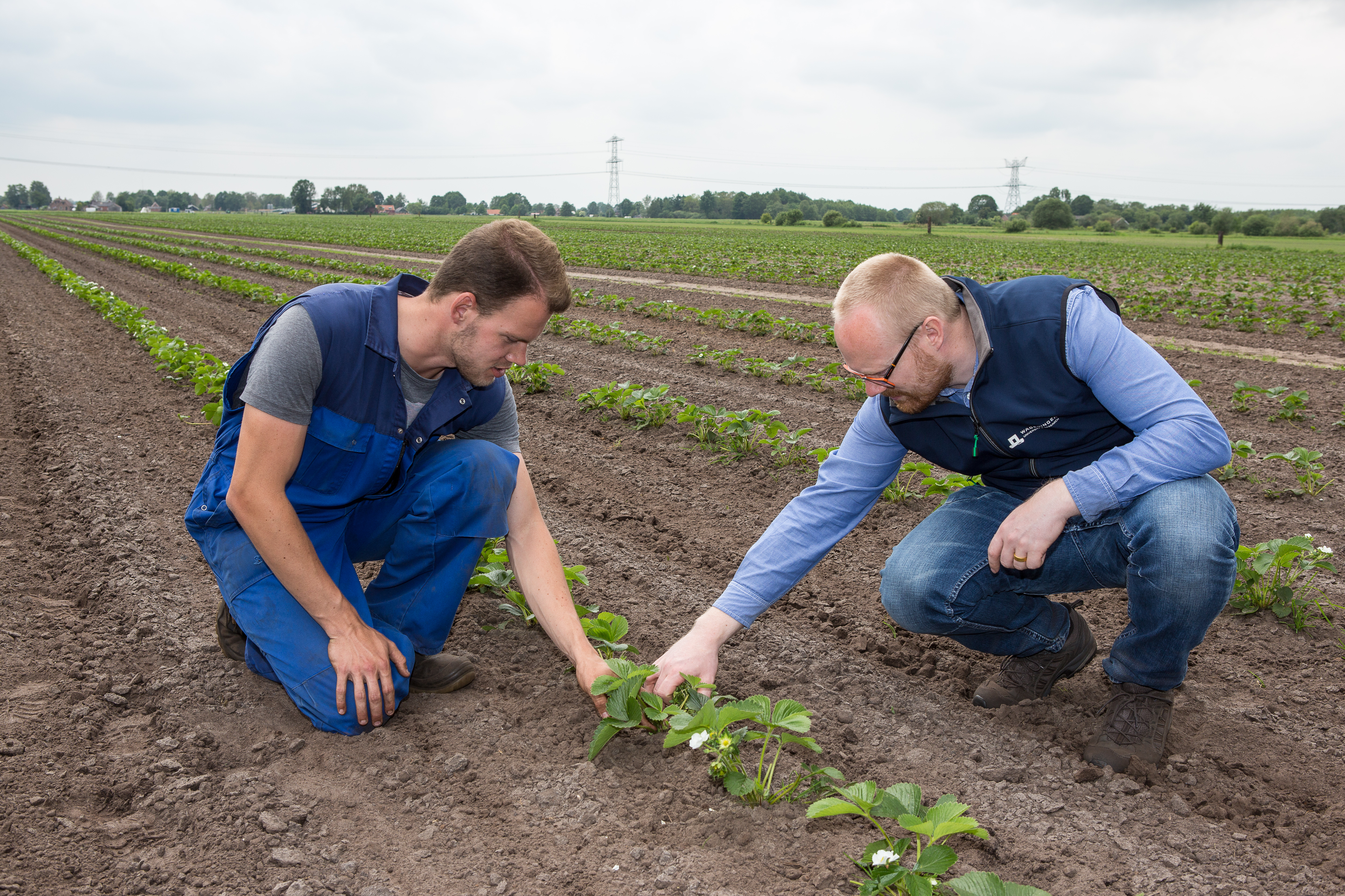 Marcel Smid (links) van Huetink en Johan Booij, WUR-expert en vanuit NPPL begeleider van Huetink, beoordelen samen het resultaat van het intrarij schoffelen. 