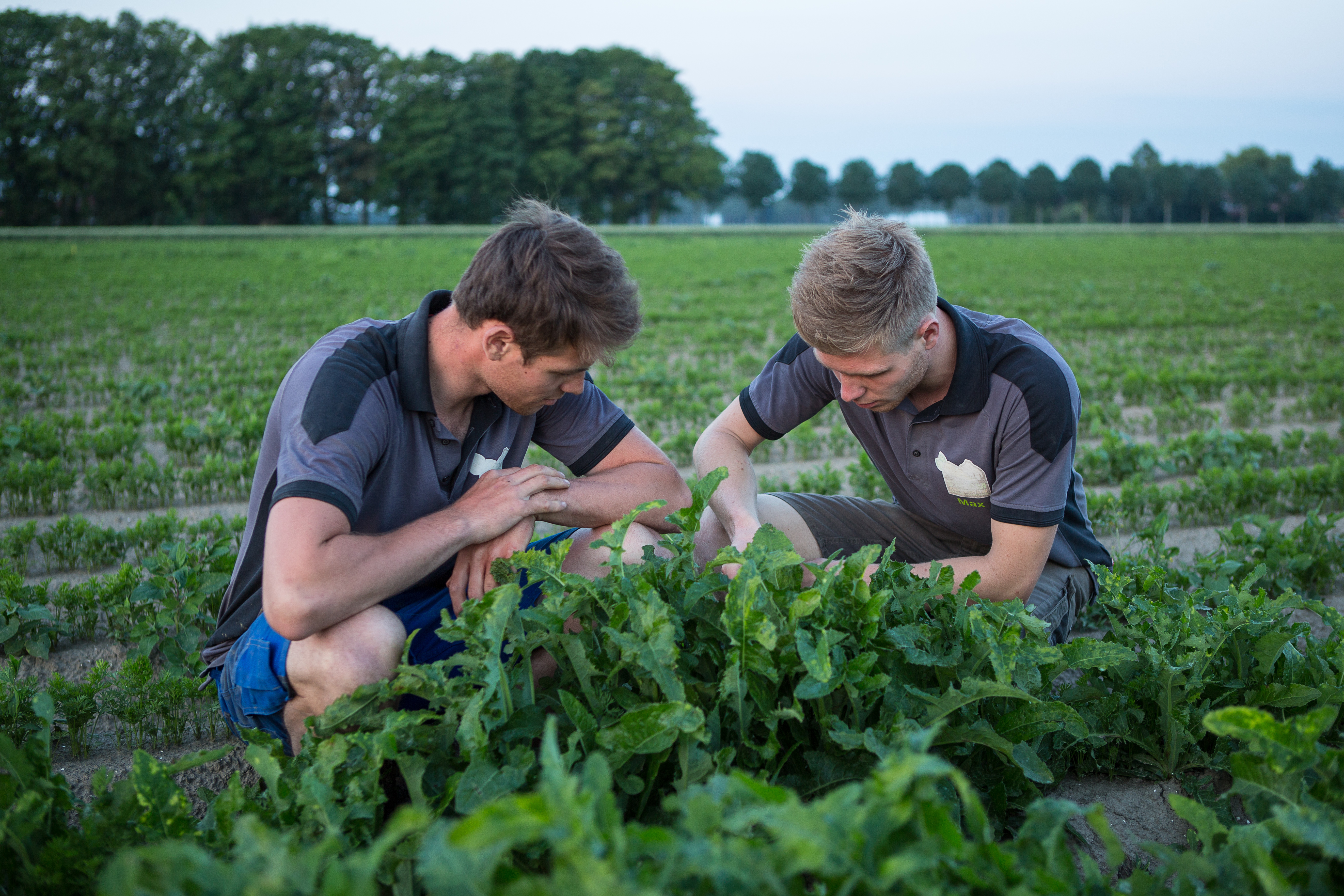 408150 Bestrijding van distels in de wortelen met precisie-spuiten bij akkerbouwbedrijf Sturm in Ens. Foto: Max en Gijs bekijken het spuitresultaat