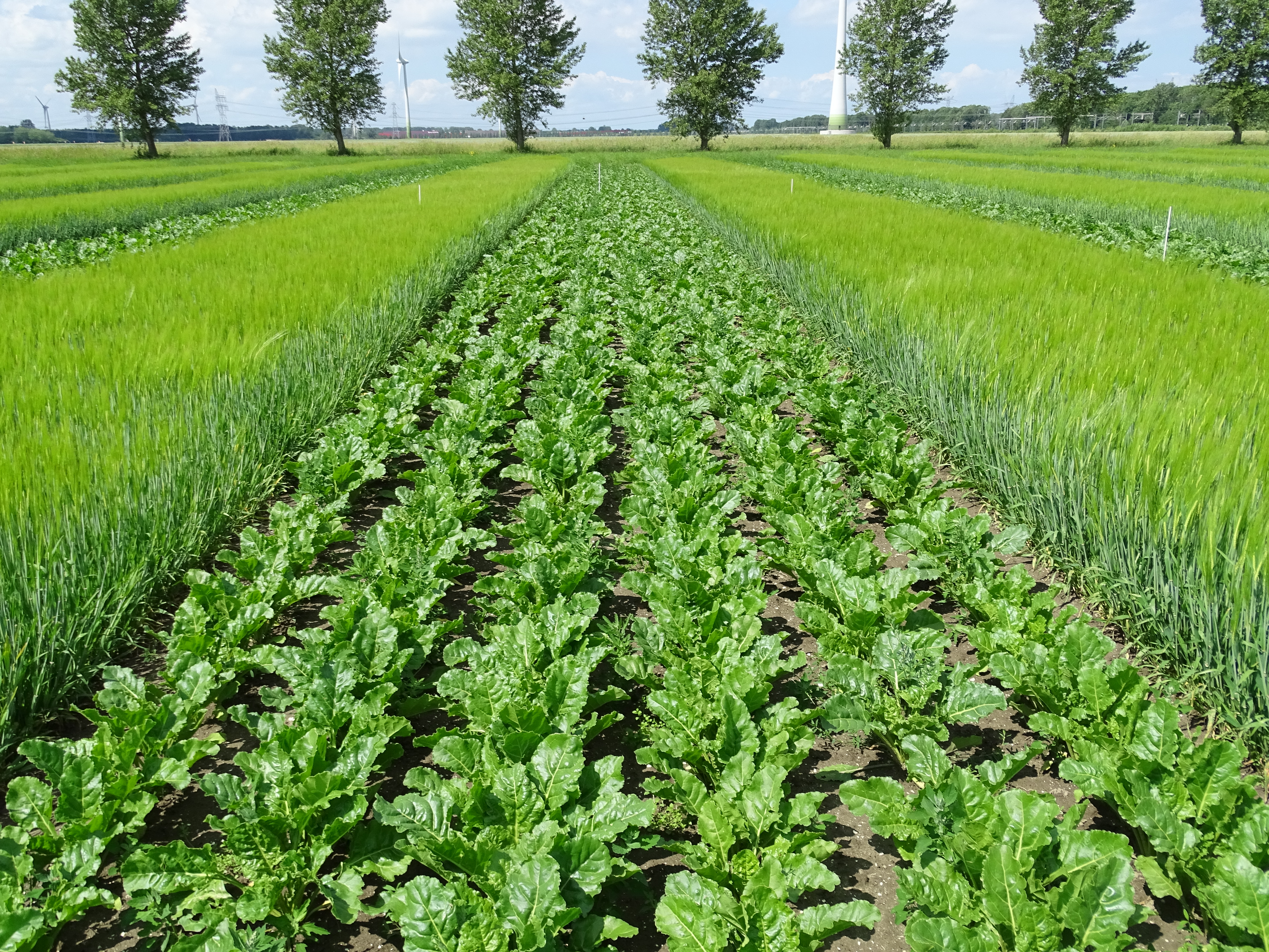 Strokenteelt, hier suikerbieten tussen gerst, kan de biodiversiteit bevorderen. Natuurlike vijanden vanuit gerst kunnen luizen in bieten aanpakken.