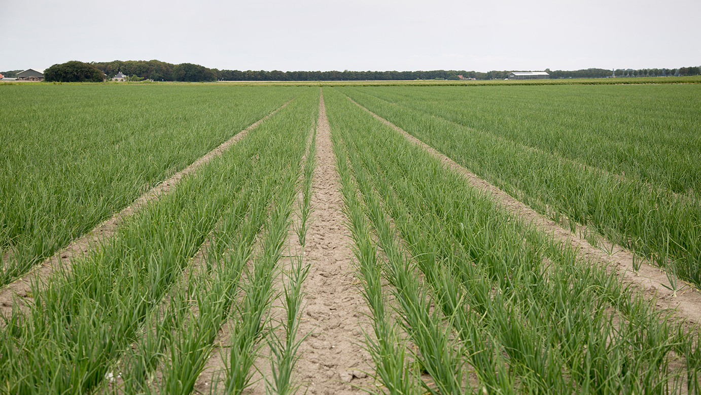 rijspoor in uienperceel