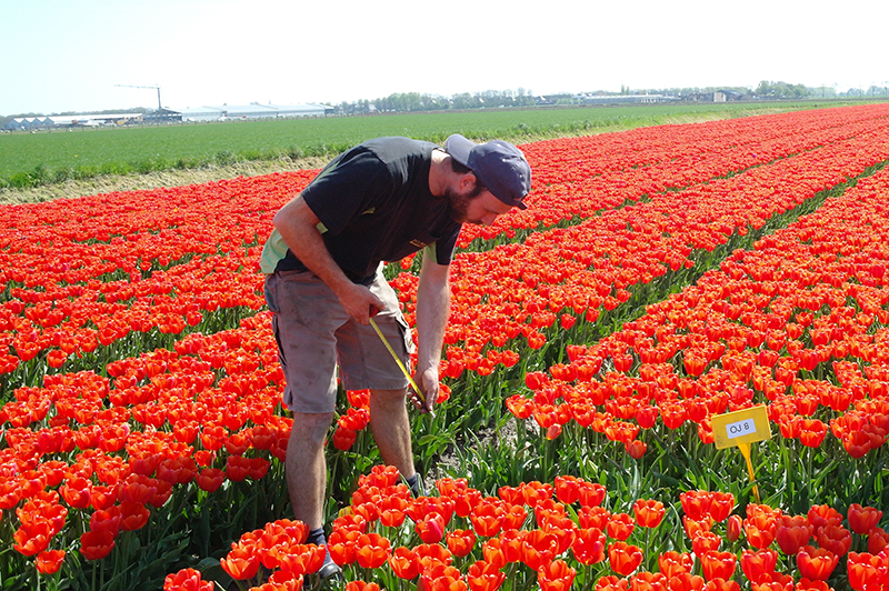 nameten in tulpengewas