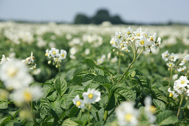 aardappelen