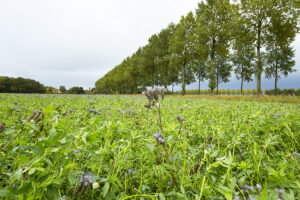 Foto: Ruud Ploeg